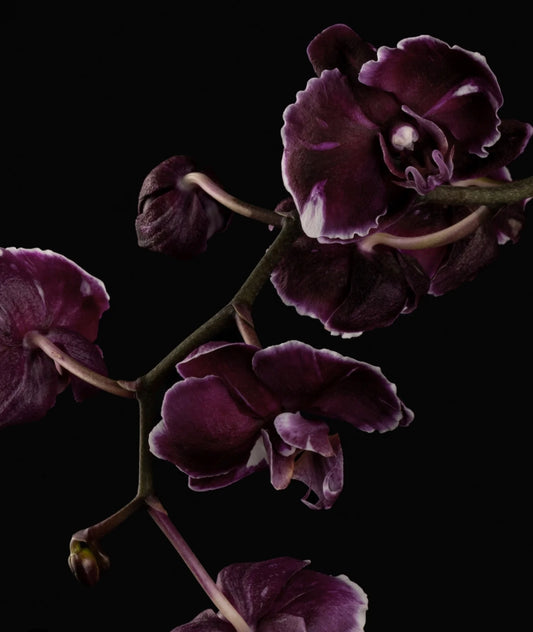 BINDED THE KIT 1 oz Oil