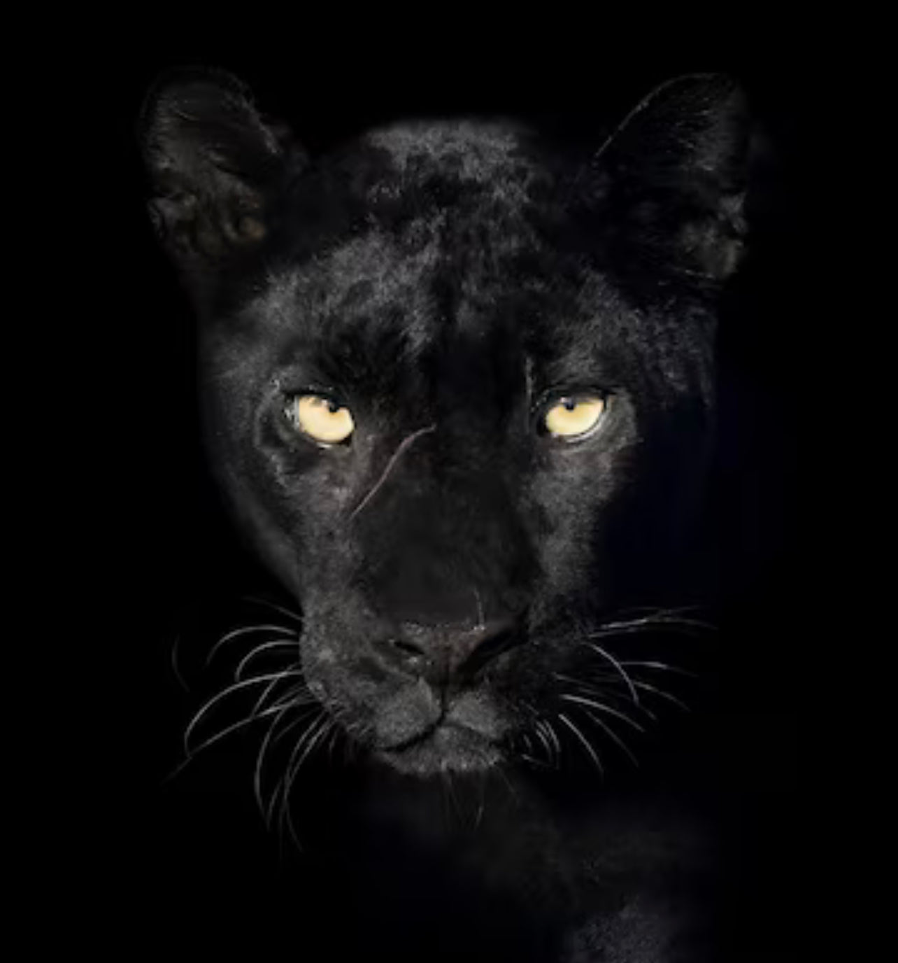 Purrr Oil 2 oz