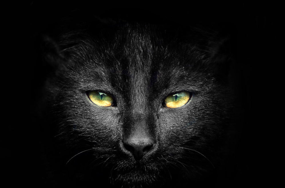 Purrr Oil 2 oz